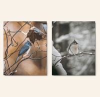 Image 1 of Tufted Titmouse