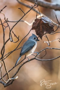 Image 3 of Tufted Titmouse