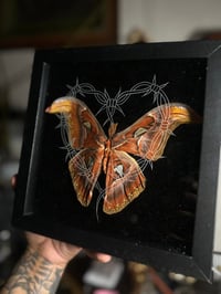 barbed atlas moth