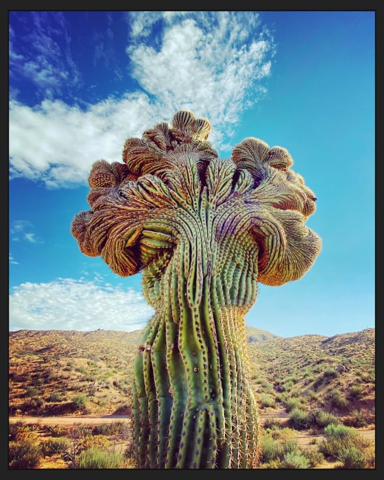 Image of Crested saguaro color