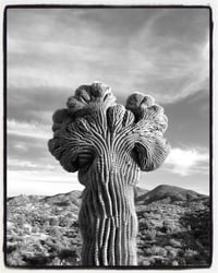 Crested saguaro black and white