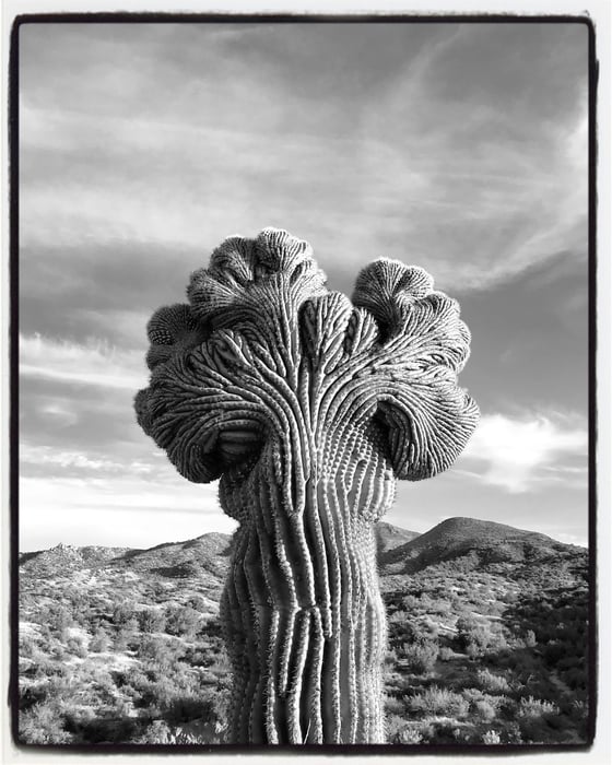 Image of Crested saguaro black and white