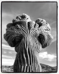 Crested saguaro black and white close up