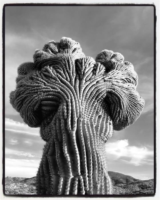 Image of Crested saguaro black and white close up