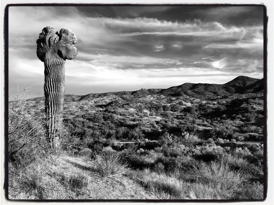 Image of Crested saguaro black and white Landscape