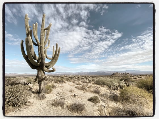 Image of Saguaro landscape 