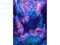 Anemone