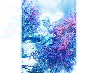 Blue Fish