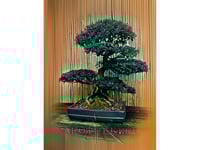 Bonsai 02