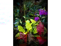 Botanical Beauty