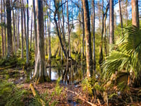 Florida Swamp