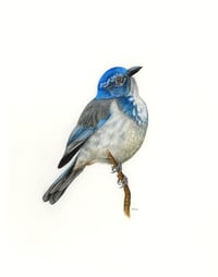 Image 1 of Original California Scrub Jay Bird 11"x14"