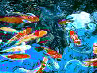 Koi 3