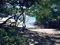 Mangrove Beach
