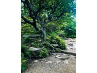 Tree of Life (Mt Mitchell 12)