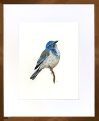 Image 3 of Original California Scrub Jay Bird 11"x14"