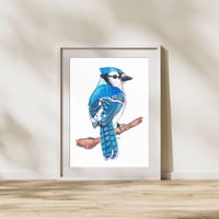 Image 1 of Blue Jay Watercolor Painting Fine Art Print