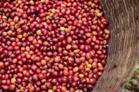 Image 5 of Las Camelias - Guatemala | ESPRESSO