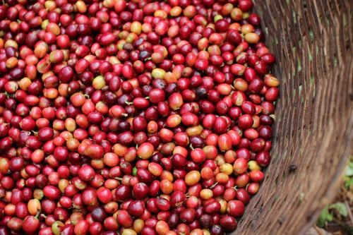 Image of Las Camelias - Guatemala | ESPRESSO