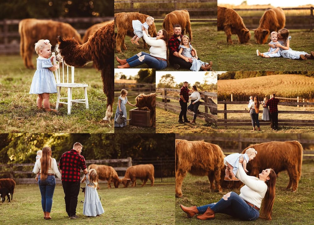 Image of HIGHLAND COW MINIS