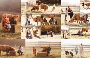 Image of HIGHLAND COW MINIS