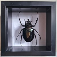 Deep Framed - Minor Male Atlas Beetle