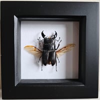 Framed - Titanus Stag Beetle II