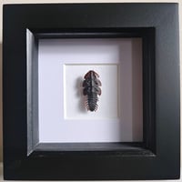 Framed - Trilobite Beetle