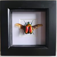 Framed - Flammea Flower Beetle (Red) III