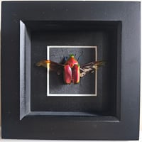 Framed - Flammea Flower Beetle (Red) I