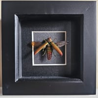 Framed - Fulminans Jewel Beetle II