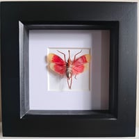 Framed - Blood Red Lanternfly