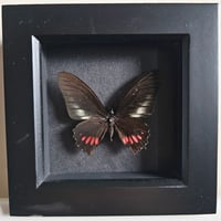 Framed -  Ariarathes Gayi Butterfly II