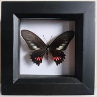 Framed - Ariarathes Gayi Butterfly