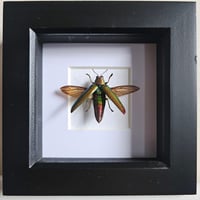 Image 1 of Framed - Fulminans Jewel Beetle