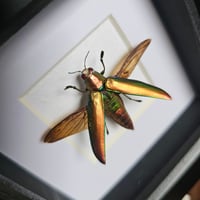 Image 2 of Framed - Fulminans Jewel Beetle