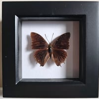 Framed - Demon Charaxes Butterfly