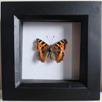 Framed - Tortoiseshell Butterfly