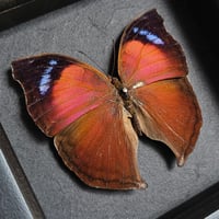 Image 2 of Framed - Salamis Anteva Butterfly II