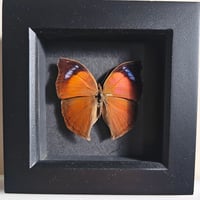 Image 1 of Framed - Salamis Anteva Butterfly II