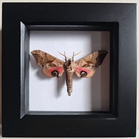 Framed - Eyed Hawkmoth