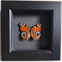 Framed - Peacock Butterfly I