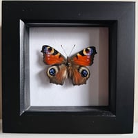 Framed - Peacock Butterfly