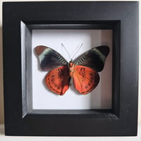 Framed - Prola Beauty Butterfly