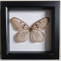 Framed - Blanchard's Ghost Butterfly