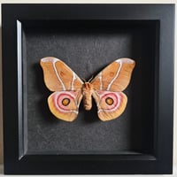 Framed - Suraka Silkmoth II