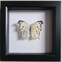 Image 1 of Framed - Forest Mother-Of-Pearl Butterfly (Purple)