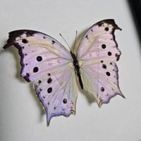 Image 2 of Framed - Forest Mother-Of-Pearl Butterfly (Purple)