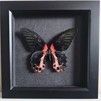 Framed - Scarlet Mormon Butterfly II