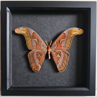 Framed - Thai Atlas Moth (Male)